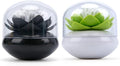 Bloss 2 Pack Louts Qtip Holder Dispener Holder Cotton Swabs Bud by Bloss