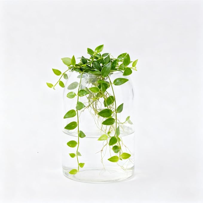 1 Pack 6.69 In Glass Storage Container, Ball Cork Jar Decorative Organizer - Image 3